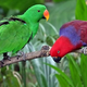 Illustration for article titled The brutal secret to how parrots survive floods